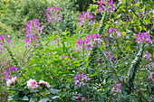Spider flower (Cleome spinosa) in the summer garden