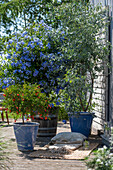 Terrasse mit Granatapfelbaum (Punica granatum), blühender Bleiwurzstrauch (Plumbago) und Eukalyptus in Töpfen