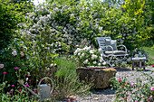 Sitzplatz auf Kiesterrasse vor Büschelrose (Rosa multiflora), Skabiose und blühende Sträuchern