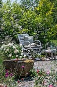 Sitzplatz auf Kiesterrasse vor Büschelrose (Rosa multiflora), Skabiose und blühende Sträuchern