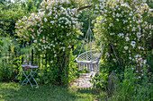 Strauch-Rose (Rosa multiflora 'Ghislaine de Feligonde') als Torbogen mit Makramee Schaukel im Garten