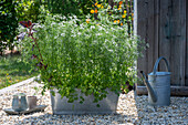 Chervil (Anthriscus cerefolium) in a pot for chervil tea on the terrace