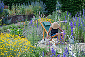 Frau im Liegestuhl zwischen Rittersporn (Delphinium) und Färberkamille (Anthemis tinctoria) im sommerlichen Garten