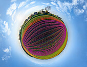 360-Grad-Panorama-Luftaufnahme eines bunten Tulpenfeldes, Niederlande