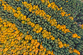 Aerial view of trees in autumn colours in Lipetsk countryside,Lipetsk,Yarlukovsky,Tula Oblast,Russia