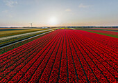 Panoramablick auf ein Tulpenfeld im Land der Tulpen, Holland