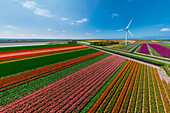 Panoramablick auf ein buntes Tulpenfeld mit Windkraftanlage in den Niederlanden