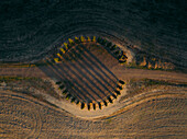 Aerial view of the circle of cypresses with beautiful shadows and patterned fields,San Quirico d'Orcia,Italy