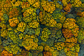 Aerial view of colourful trees in autumn in Belgium