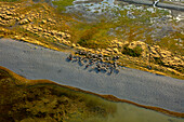 Aerial view of sheep herd at Van Lake coastline,Van,Turkey