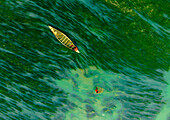 Badalgachhi,Bangladesh - 30 January 2021: Aerial view of fishermen on a canoe sailing the Jamuna river,Bangladesh