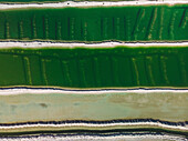 Aerial view of a salt mine with different hues of green and salt dividers running horizontally through the image,Western Australia. Top down perspective