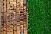 Aerial view of people working on the production of typical natural fabric along the cultivation,Barga,Rajshahi,Bangladesh