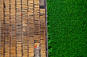 Aerial view of people working on the production of typical natural fabric along the cultivation,Barga,Rajshahi,Bangladesh