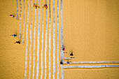 Aerial view of farmers working on field drying rice during the day,Dhamrai,Dhaka,Bangladesh