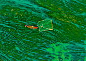 Aerial view of fishermen on a canoe sailing the Jamuna river,Bangladesh