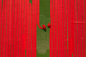 Narsingdi ,Bangladesh - 29 November 2019: Aerial view of two people working in a field stretching red cotton fabric rolls in Narsingdi,Dhaka,Bangladesh