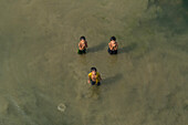 Dhaka,Bangladesh - 23 January 2017: Aerial view of kids playing in a lagoon in countryside near Dhaka,Bangladesh