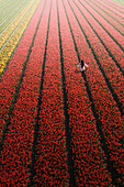 Luftaufnahme eines Mädchens, das in einem Tulpenfeld spazieren geht, Noordwijkerhout, Niederlande