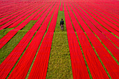 Luftaufnahme eines Mannes, der entlang roter, langer Textilstreifen geht, die auf einem Feld in der Nähe von Narsingdi, Township, Dhaka, Bangladesch, ausgebreitet sind