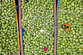 Aerial view of several small commercial boats with people unloading watermelons at Old Dhaka river port along Buriganga river in Dhaka,Bangladesh