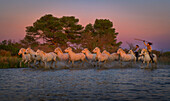 Aerial view of galloping white horses by the water at sunset,Camargue,France