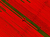 Aerial view of people working in a field stretching red cotton fabric rolls in Narsingdi,Dhaka,Bangladesh