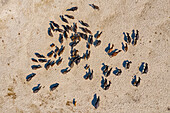 Aerial view of a cattle crossing the Brahmaputra river from a sandy shoreline,Sariakandi,Rajshahi province,Bangladesh