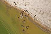 Aerial view of a cattle crossing the Brahmaputra river from a sandy shoreline,Sariakandi,Rajshahi province,Bangladesh