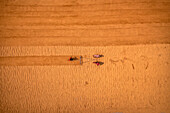 Aerial view of farmers working in a field drying rice on a rice field in Dhamrai,Dhaka,Bangladesh