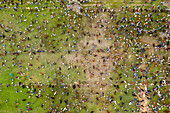 Aerial view of people with cattle at local market selling point in Bogra,Rajshahi state,Bangladesh