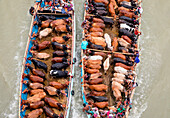 Narayanganj,Bangladesh - 19 July 2021: Aerial view of cattle squeezed on a boat crossing the river in Narayanganj,Bangladesh
