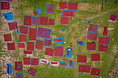 Aerial view of people working in fields drying red chilies at Mirzapur,Panchagarh,Bangladesh