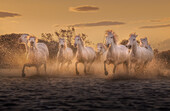 Aerial view of running white horses at sunset in Camargue,France