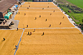 Dhamrai,Bangladesh - 26 March 2019: Aerial view of a few peasants working in a paddy field raking and drying the rice in Dhamrai,Dhaka province,Bangladesh