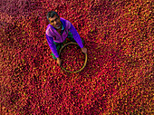Shibganj, Bangladesch - 19. Dezember 2021: Luftaufnahme einer Person beim Pflücken roter Beeren in einem Ackerland, Bangladesch