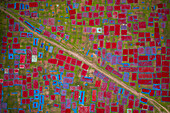 Aerial view of people working in fields drying red chilies at Mirzapur,Panchagarh,Bangladesh