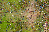 Aerial view of people with cattle at local market selling point in Bogra,Rajshahi state,Bangladesh
