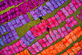 Aerial view of two woman working placing colourful towels in a field near Araihazar,Dhaka district,Bangladesh
