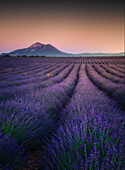 Aerial view of Lavender field at sunset with mountain backdrop,Provence,France