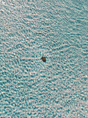 Aerial view of a turtle swimming in shallow water,Fraser Coast,Queensland,Australia. Top down perspective