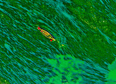 Aerial view of fishermen on a canoe sailing the Jamuna river,Bangladesh