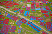 Aerial view of people working in fields drying red chilies at Mirzapur,Panchagarh,Bangladesh