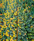 Aerial view of Pressmennan Woods with colorful foliage and dense forest,Dunbar,Scotland