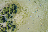 Luftaufnahme von Jubail Mangrove mit Kajakfahrern und üppigen grünen Bäumen, Abu Dhabi, Vereinigte Arabische Emirate
