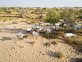 Luftaufnahme einer Gruppe von Ziegen beim Fressen in einer Wüstenlandschaft, Abu Dhabi, Vereinigte Arabische Emirate