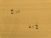 Aerial view of people working in a rice mill field,Dhamrai,Dhaka,Bangladesh
