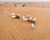Luftaufnahme einer Gruppe von Ziegen, die in der Wüstenlandschaft fressen, Abu Dhabi, Vereinigte Arabische Emirate