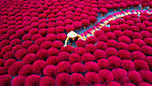 Aerial view of a vibrant incense field with workers harvesting in traditional clothing,Huyen Ung Hoa,Vietnam