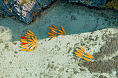 Aerial view of kayaks attached together in pattern in bay of El Nido,the Philippines